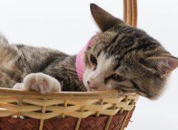 schoonmaaktips voor kattenliefhebbers