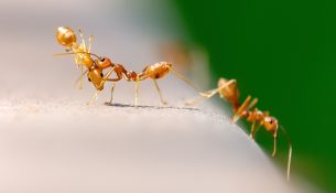 Mieren in huis bestrijden