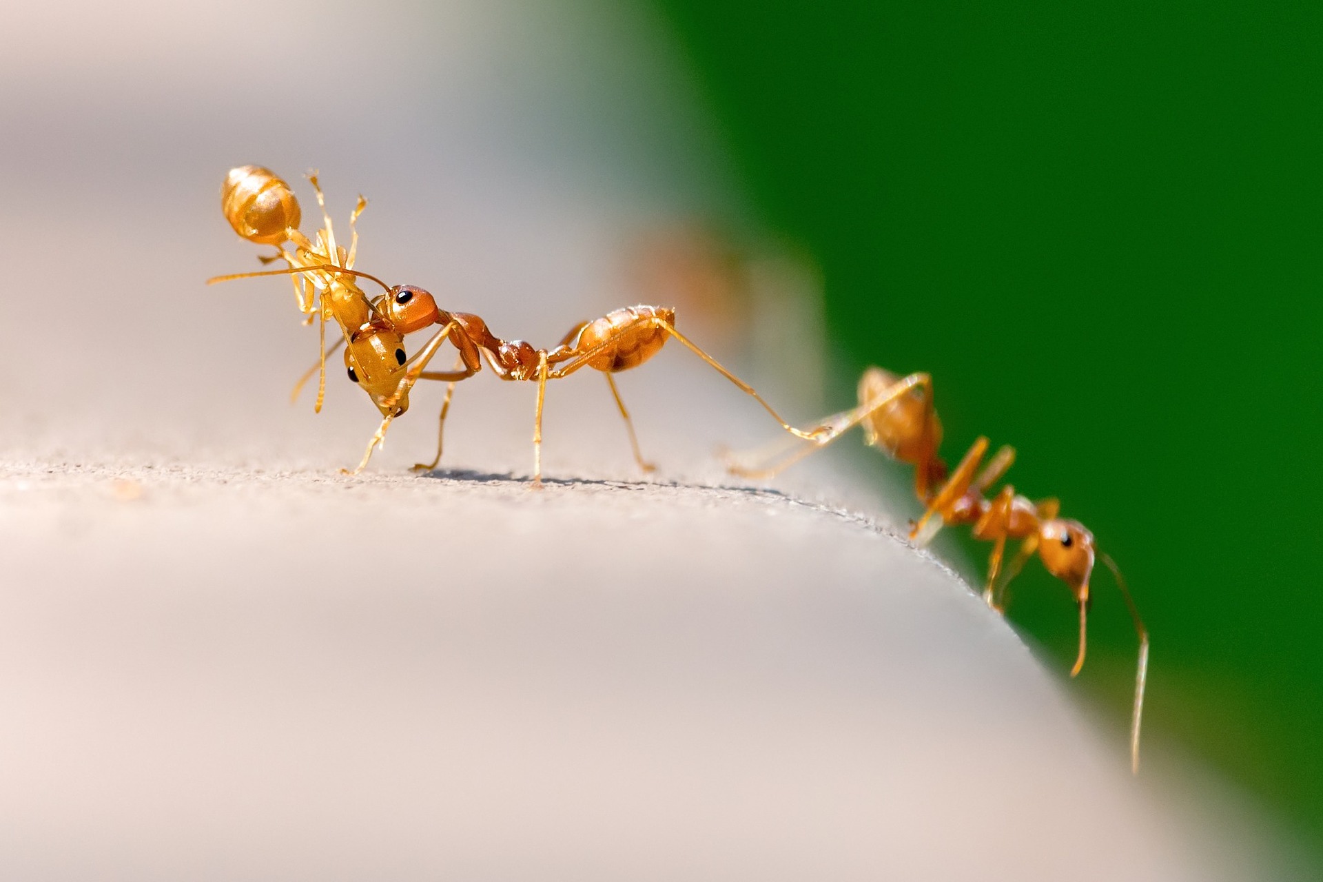 Mieren in huis bestrijden